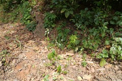 Pseuderanthemum malabaricum